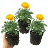 Set of 3 or 6 Large, Outdoor Garden Ready Plants - Rannunculus Vortex Golden Yellow - Frankton's