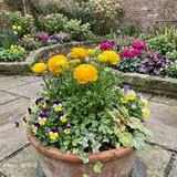 Set of 3 or 6 Large, Outdoor Garden Ready Plants - Rannunculus Vortex Golden Yellow - Frankton's