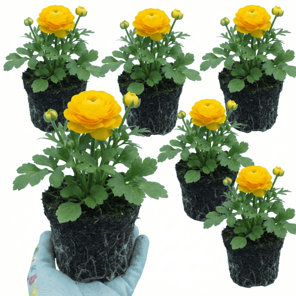 Set of 3 or 6 Large, Outdoor Garden Ready Plants - Rannunculus Vortex Golden Yellow - Frankton's