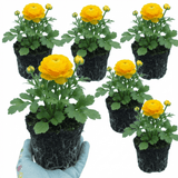 Set of 3 or 6 Large, Outdoor Garden Ready Plants - Rannunculus Vortex Golden Yellow - Frankton's