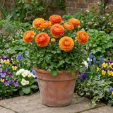 Set of 3 or 6 Large, Outdoor Garden Ready Plants - Rannunculus Vortex Orange, 10.5 cm - Frankton's
