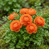 Set of 3 or 6 Large, Outdoor Garden Ready Plants - Rannunculus Vortex Orange, 10.5 cm - Frankton's