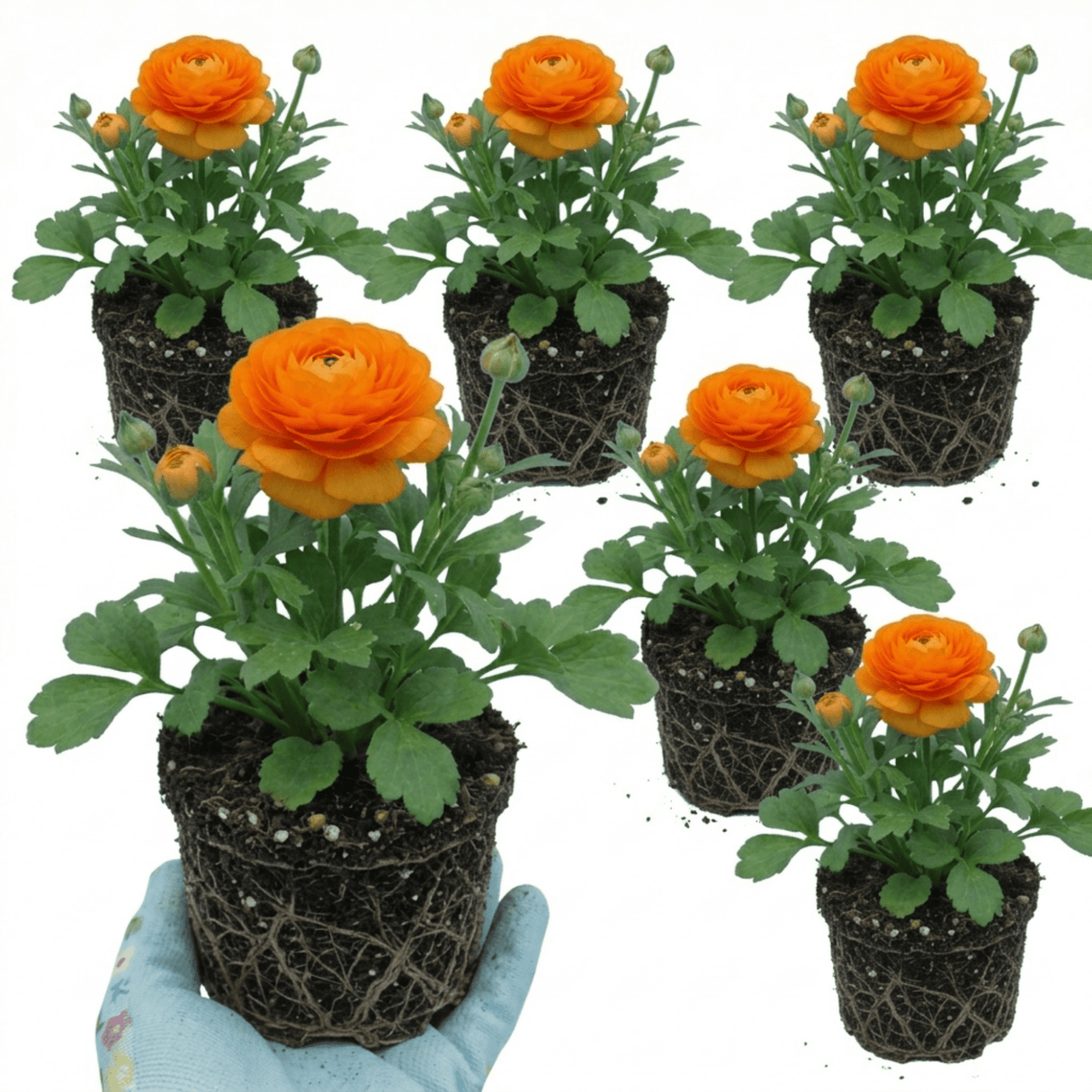 Set of 3 or 6 Large, Outdoor Garden Ready Plants - Rannunculus Vortex Orange, 10.5 cm - Frankton's