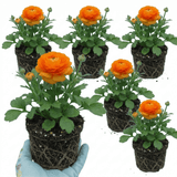 Set of 3 or 6 Large, Outdoor Garden Ready Plants - Rannunculus Vortex Orange, 10.5 cm - Frankton's