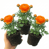 Set of 3 or 6 Large, Outdoor Garden Ready Plants - Rannunculus Vortex Orange, 10.5 cm - Frankton's