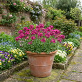 Set of 3 or 6 Large Plants - Arabis Aubris Deep Rose, Ready to Plant in Your Garden, 1L - Frankton's