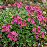 Set of 3 or 6 Large Plants - Arabis Aubris Deep Rose, Ready to Plant in Your Garden, 1L - Frankton's