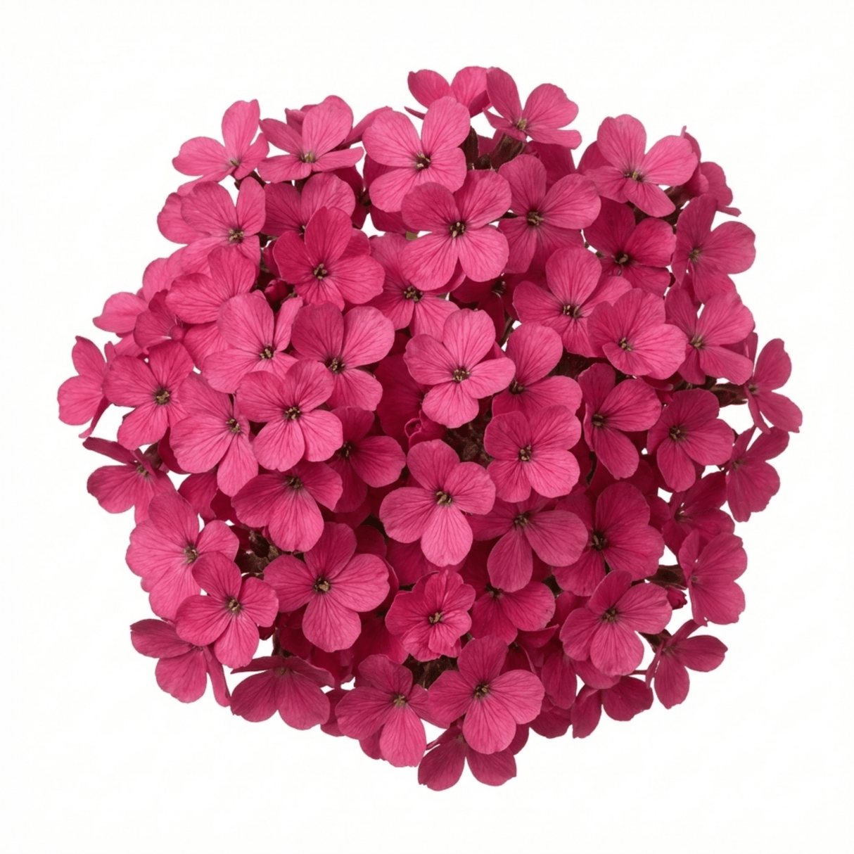 Set of 3 or 6 Large Plants - Arabis Aubris Deep Rose, Ready to Plant in Your Garden, 1L - Frankton's