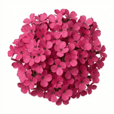 Set of 3 or 6 Large Plants - Arabis Aubris Deep Rose, Ready to Plant in Your Garden, 1L - Frankton's