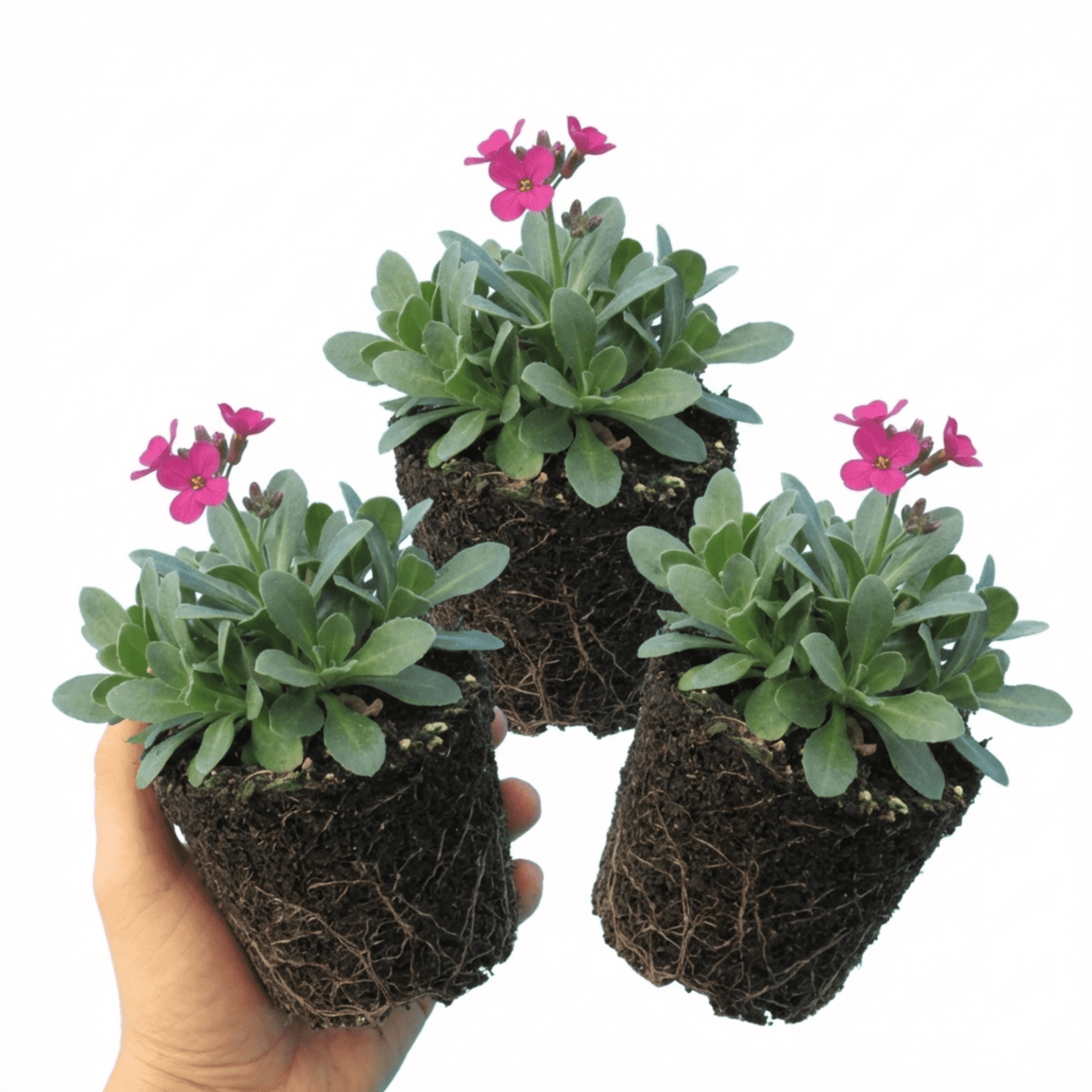 Set of 3 or 6 Large Plants - Arabis Aubris Deep Rose, Ready to Plant in Your Garden, 1L - Frankton's