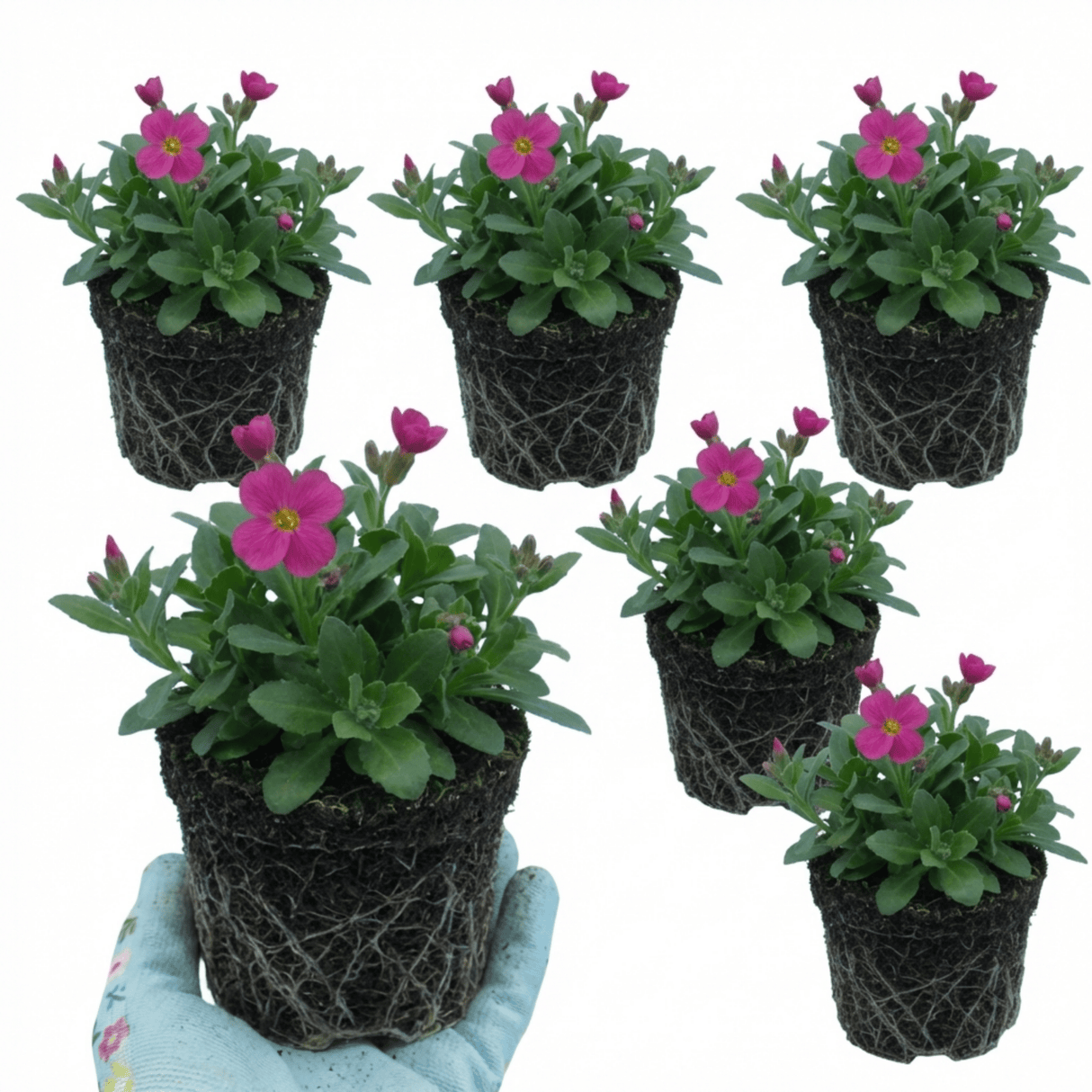 Set of 3 or 6 Large Plants - Arabis Aubris Deep Rose, Ready to Plant in Your Garden, 1L - Frankton's