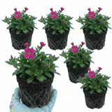 Set of 3 or 6 Large Plants - Arabis Aubris Deep Rose, Ready to Plant in Your Garden, 1L - Frankton's