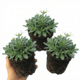 Set of 3 or 6 Large Plants - Arabis Aubris White, Ready to Plant in Your Garden, 1L - Frankton's
