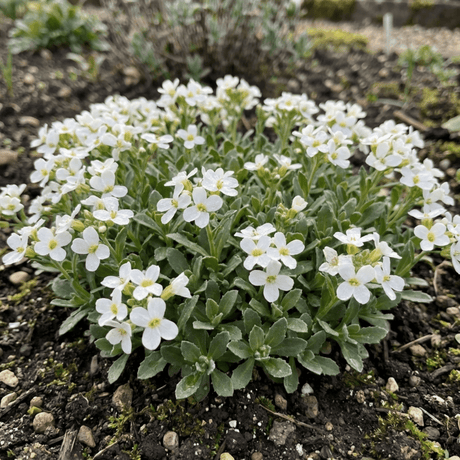 Set of 3 or 6 Large Plants - Arabis Aubris White, Ready to Plant in Your Garden, 1L - Frankton's