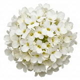 Set of 3 or 6 Large Plants - Arabis Aubris White, Ready to Plant in Your Garden, 1L - Frankton's