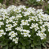 Set of 3 or 6 Large Plants - Arabis Aubris White, Ready to Plant in Your Garden, 1L - Frankton's