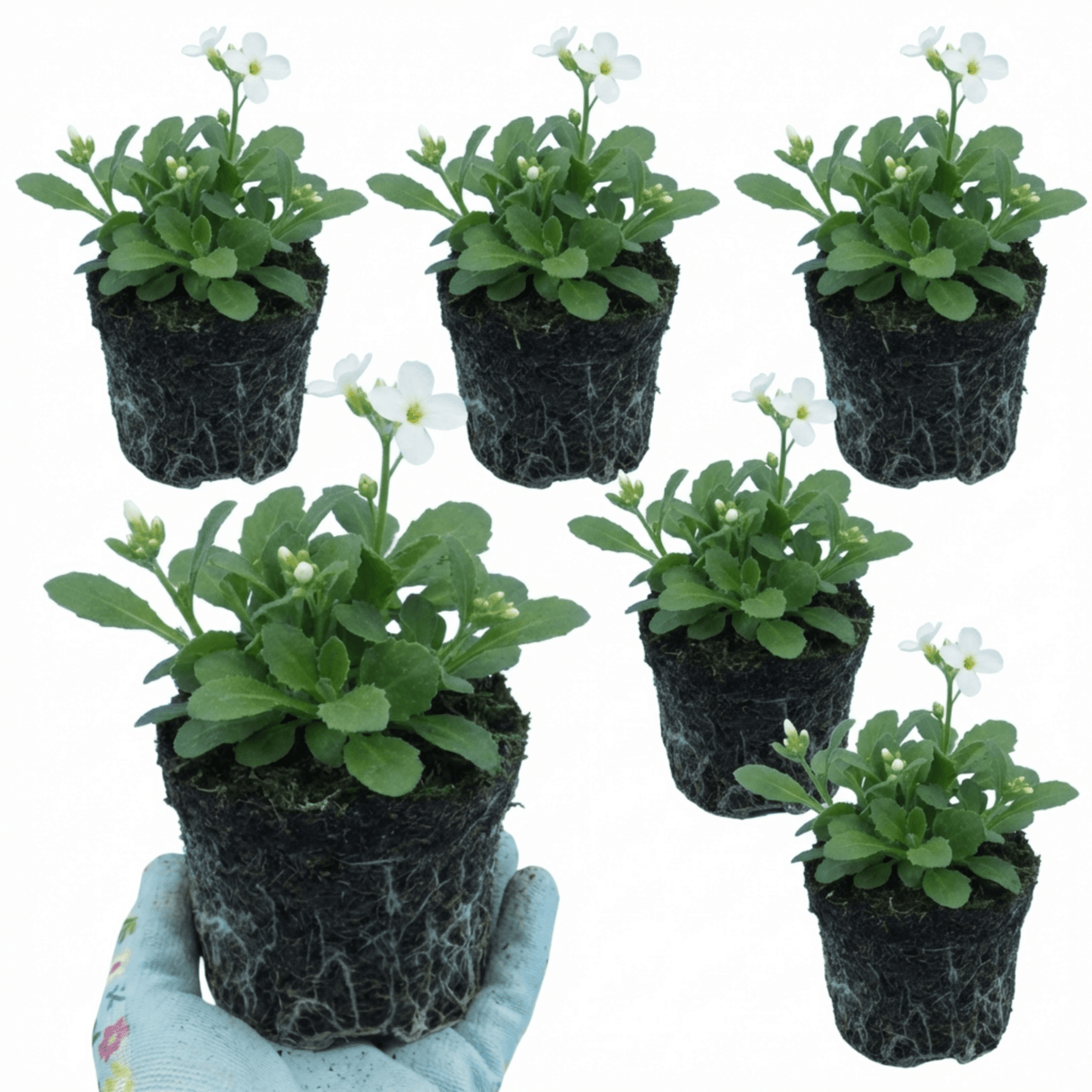 Set of 3 or 6 Large Plants - Arabis Aubris White, Ready to Plant in Your Garden, 1L - Frankton's