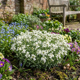 Set of 3 or 6 Large Plants - Arabis Aubris White, Ready to Plant in Your Garden, 1L - Frankton's