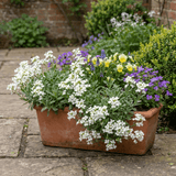 Set of 3 or 6 Large Plants - Arabis Aubris White, Ready to Plant in Your Garden, 1L - Frankton's