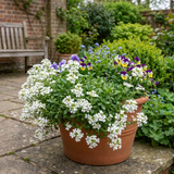 Set of 3 or 6 Large Plants - Arabis Aubris White, Ready to Plant in Your Garden, 1L - Frankton's