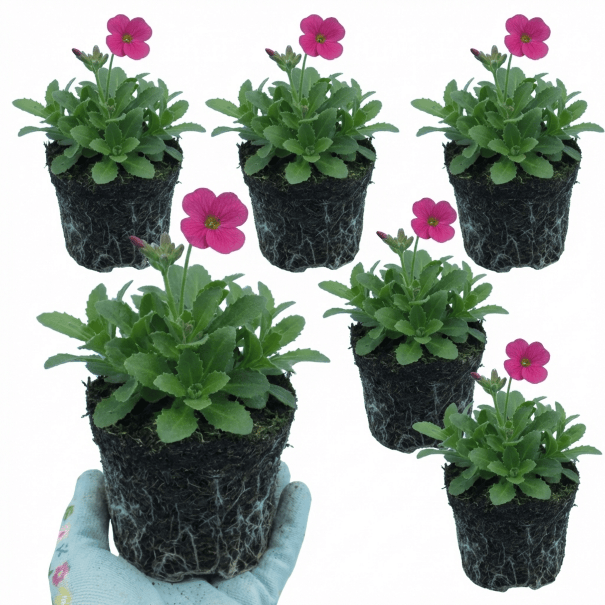 Set of 3 or 6 Large Plants - Arabis Barranca Deep Rose, Ready to Plant in Your Garden, 1L - Frankton's