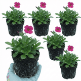 Set of 3 or 6 Large Plants - Arabis Barranca Deep Rose, Ready to Plant in Your Garden, 1L - Frankton's