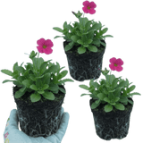 Set of 3 or 6 Large Plants - Arabis Barranca Deep Rose, Ready to Plant in Your Garden, 1L - Frankton's