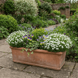 Set of 3 or 6 Large Plants - Arenaria Ronda, Ready to Plant in Your Garden, 1L - Frankton's