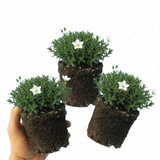 Set of 3 or 6 Large Plants - Arenaria Ronda, Ready to Plant in Your Garden, 1L - Frankton's