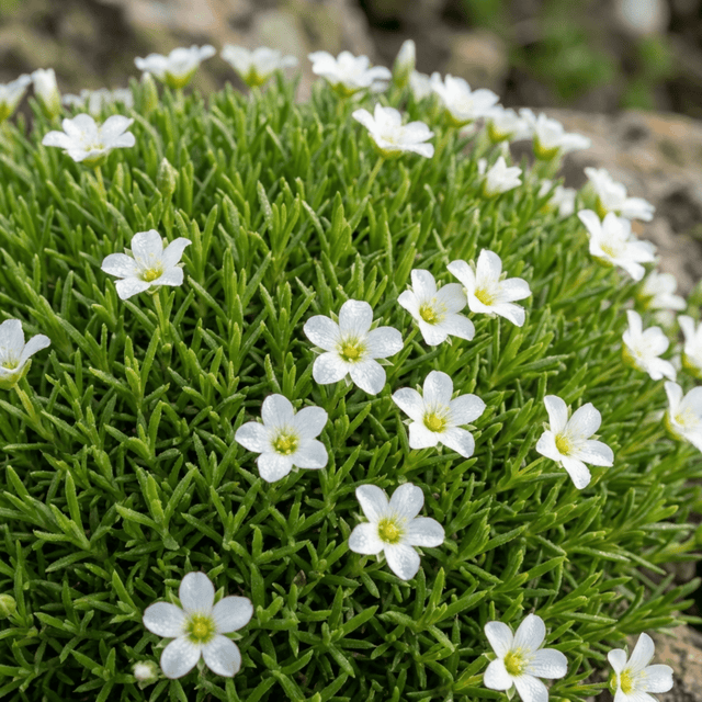 Set of 3 or 6 Large Plants - Arenaria Ronda, Ready to Plant in Your Garden, 1L - Frankton's