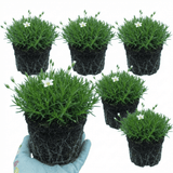 Set of 3 or 6 Large Plants - Arenaria Ronda, Ready to Plant in Your Garden, 1L - Frankton's