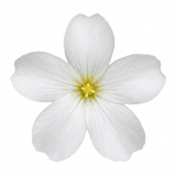 Set of 3 or 6 Large Plants - Arenaria Ronda, Ready to Plant in Your Garden, 1L - Frankton's
