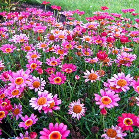 Set of 3 or 6 Large Plants - Argyranthemum Madeira Deep Pink, Outdoor Garden Ready - Frankton's
