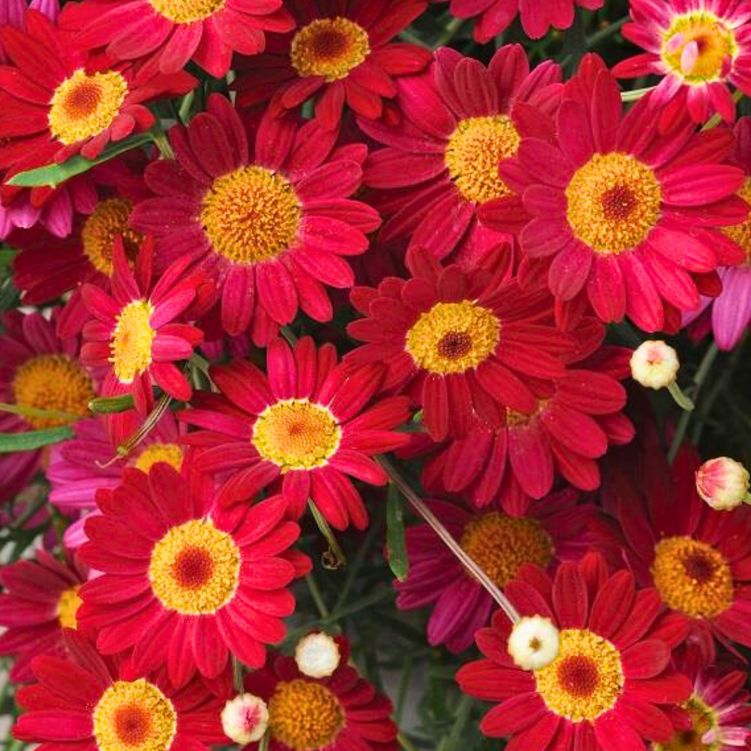Set of 3 or 6 Large Plants - Argyranthemum Madeira Red, Outdoor Garden Ready - Frankton's