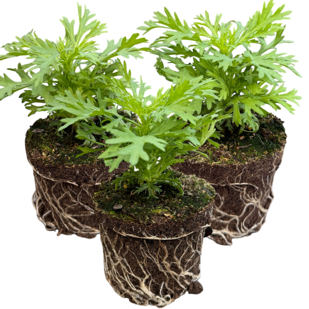 Set of 3 or 6 Large Plants - Argyranthemum Madeira Red, Outdoor Garden Ready - Frankton's
