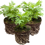 Set of 3 or 6 Large Plants - Argyranthemum Madeira Red, Outdoor Garden Ready - Frankton's