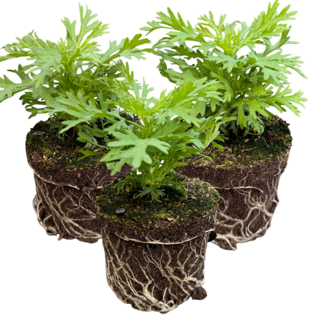 Set of 3 or 6 Large Plants - Argyranthemum Madeira Red, Outdoor Garden Ready - Frankton's