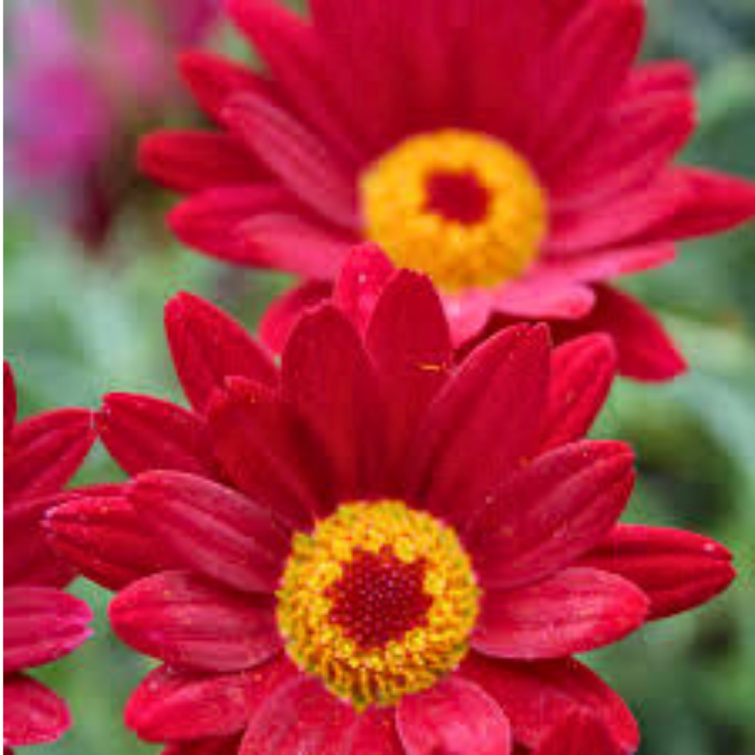 Set of 3 or 6 Large Plants - Argyranthemum Madeira Red, Outdoor Garden Ready - Frankton's