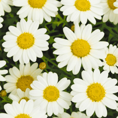 Set of 3 or 6 Large Plants - Argyranthemum Madeira White, Outdoor Garden Ready - Frankton's