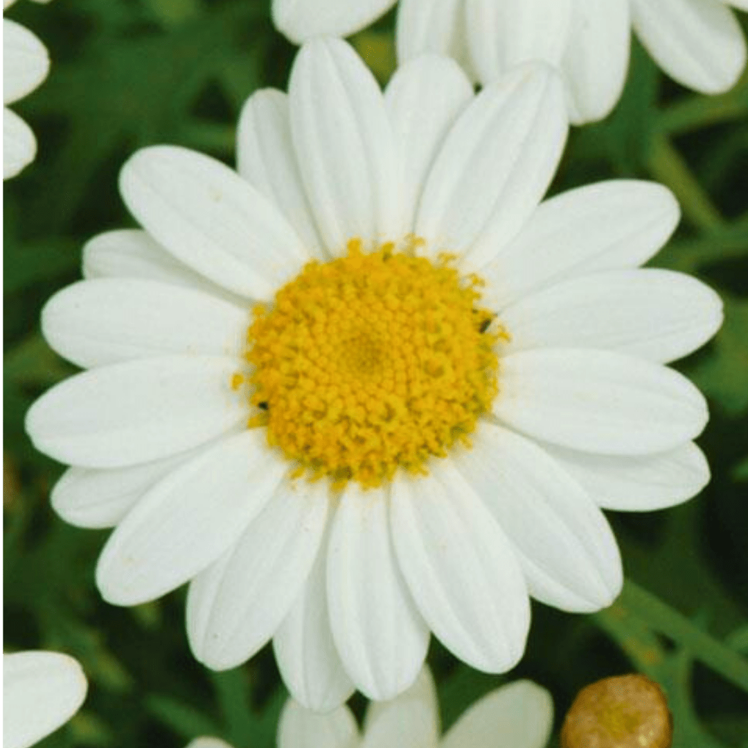 Set of 3 or 6 Large Plants - Argyranthemum Madeira White, Outdoor Garden Ready - Frankton's