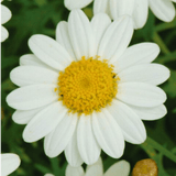 Set of 3 or 6 Large Plants - Argyranthemum Madeira White, Outdoor Garden Ready - Frankton's