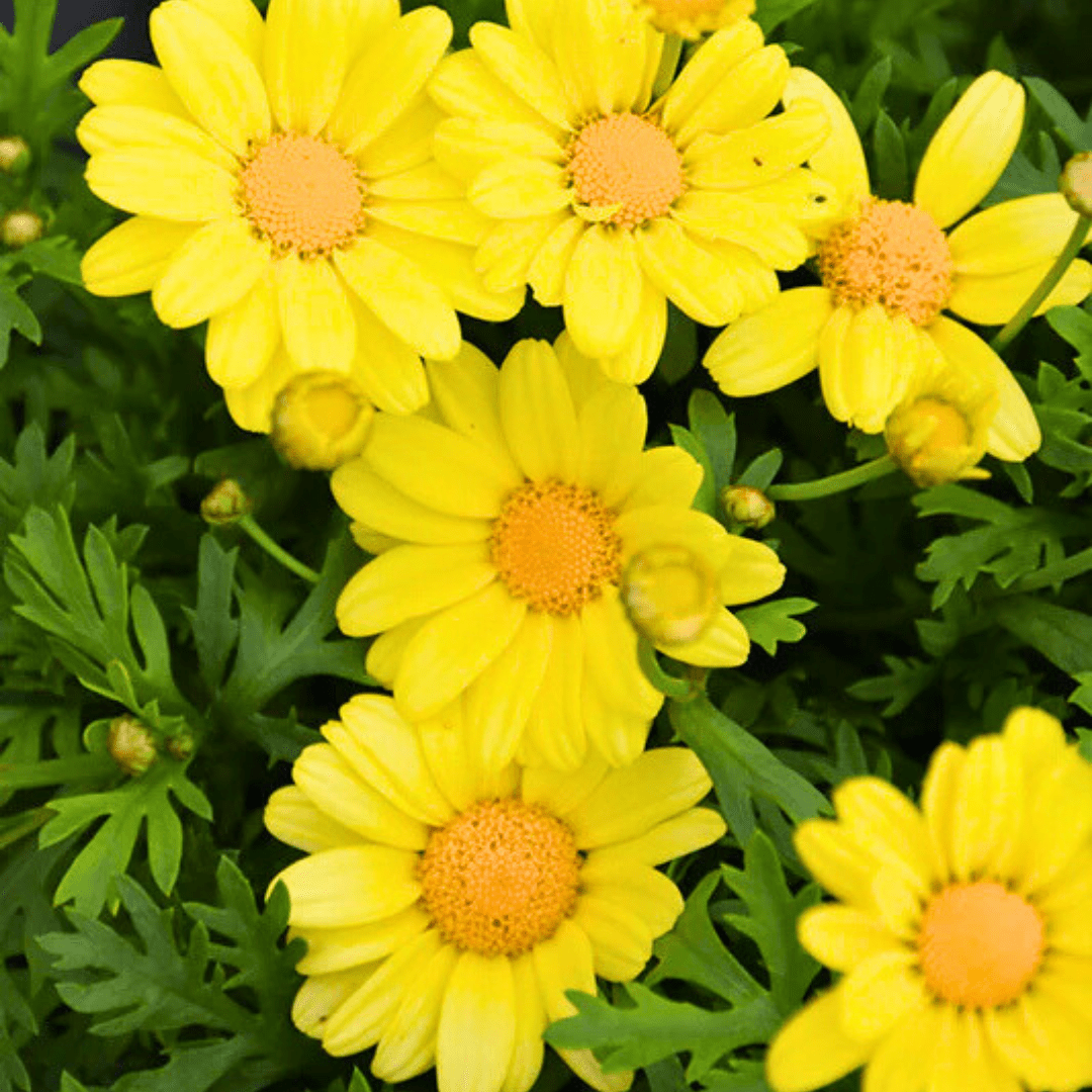 Set of 3 or 6 Large Plants - Argyranthemum Madeira Yellow, Outdoor Garden Ready - Frankton's