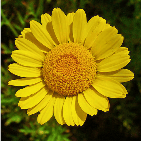 Set of 3 or 6 Large Plants - Argyranthemum Madeira Yellow, Outdoor Garden Ready - Frankton's