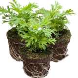 Set of 3 or 6 Large Plants - Argyranthemum Madeira Yellow, Outdoor Garden Ready - Frankton's