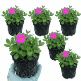 Set of 3 or 6 Large Plants - Aubrieta Florado Neon Pink, Ready to Plant in Your Garden, 1L - Frankton's
