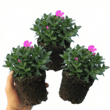 Set of 3 or 6 Large Plants - Aubrieta Florado Neon Pink, Ready to Plant in Your Garden, 1L - Frankton's