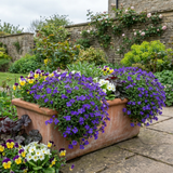 Set of 3 or 6 Large Plants - Aubrieta Kitte Blue, Ready to Plant in Your Garden, 1L - Frankton's