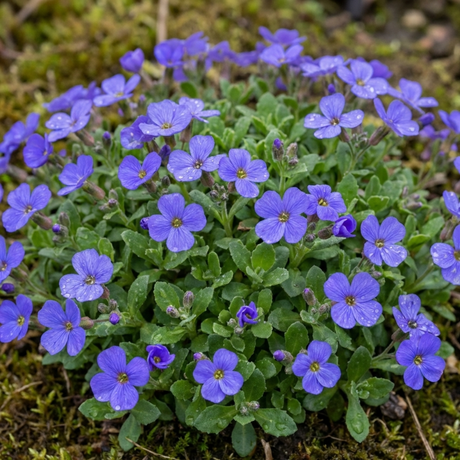 Set of 3 or 6 Large Plants - Aubrieta Kitte Blue, Ready to Plant in Your Garden, 1L - Frankton's