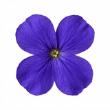 Set of 3 or 6 Large Plants - Aubrieta Kitte Blue, Ready to Plant in Your Garden, 1L - Frankton's