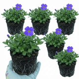 Set of 3 or 6 Large Plants - Aubrieta Kitte Blue, Ready to Plant in Your Garden, 1L - Frankton's